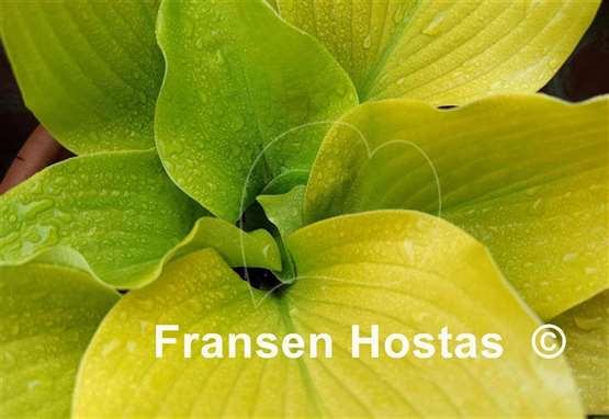 Hosta Hotshot